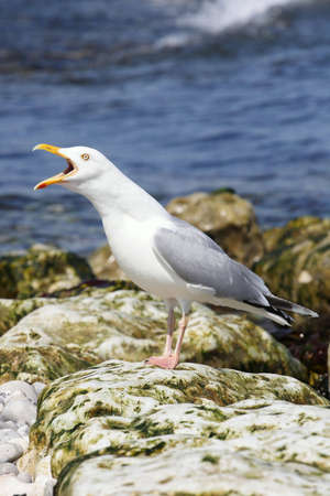 Cranky bird. Early morning shot of bird at the coast of Atlantic oceanの写真素材