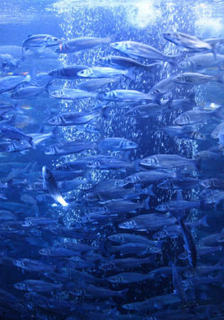 Directions. Fish tank full of its habitants runing main direction