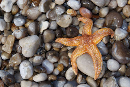 The starの写真素材