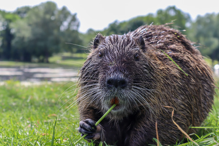 Muskrat (Ondatra zibethicus) with herbal cocktail in her teethの写真素材