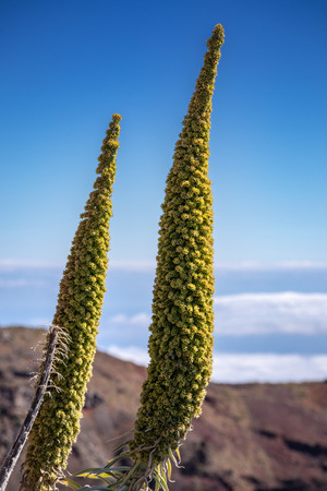 two flowers (Echium wildpretii / family Boraginaceae) above the clouds in the mountainsの写真素材