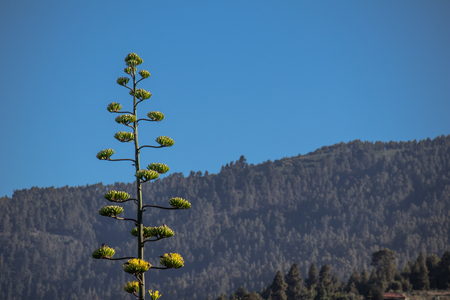 blooming agave americana on a background of mountains and blue skyの写真素材