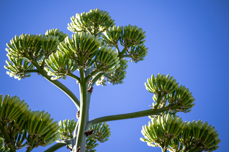 blooming agave americana close-up on blue sky backgroundの写真素材