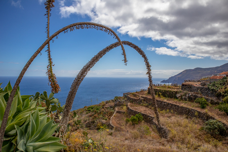 ?osmic flower (Echium wildpretii) La Palma Canary Islandsの写真素材