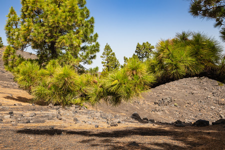 Branch of perennial fluffy pine with young cones against the blue sky in the mountainsの写真素材