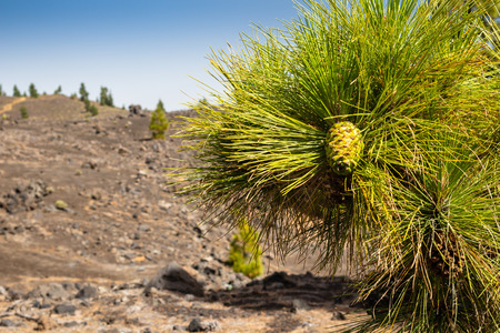 Branch of perennial fluffy pine with a young cone close-up on a blurred background of a volcanic crater and skyの写真素材