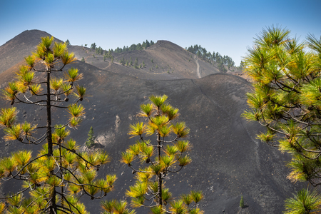 The tops of the pines high in the mountains against the backdrop of a volcanic craterの写真素材