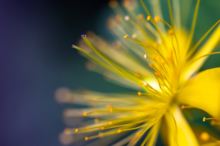 Yellow flower stamens close up on a smeared dark blue backgroundの写真素材
