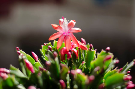 Crab feet orchidの写真素材