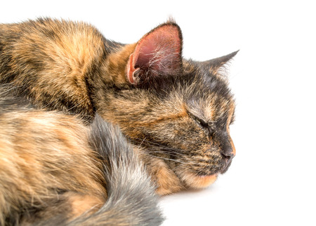 Multicolor cat on a white backgroundの写真素材