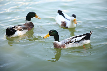 Wild ducks swimming in the waterの写真素材