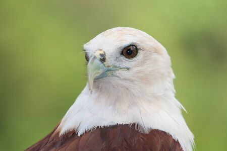 Close up of a eagleの写真素材