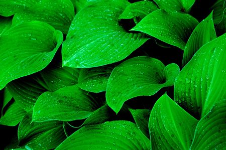 raindrops on hostas plantの写真素材
