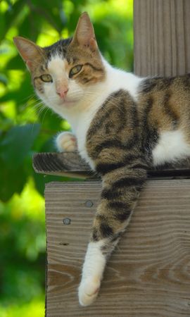 cat relaxing on porch