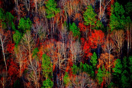 fall colors-aerial view of forestの写真素材