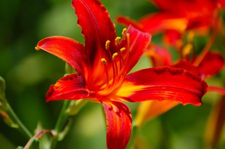 lillyの写真素材