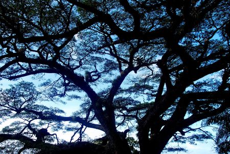tropical tree 
