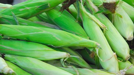 fresh corn