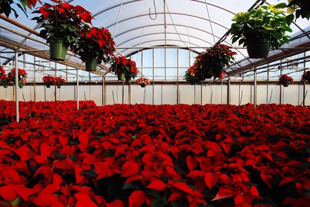 Greenhouse, November 26, 2010, Chester, Vaのeditorial素材