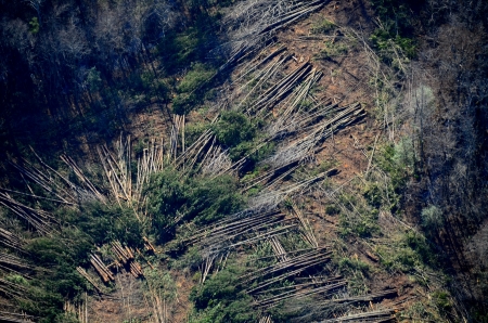aerial view of logging operation