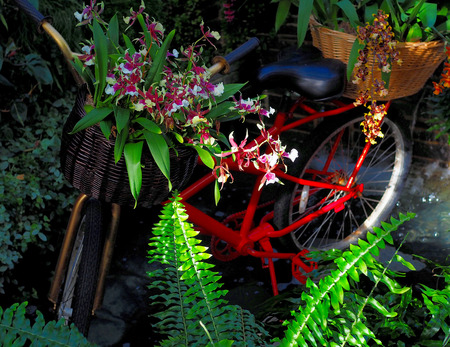 bicycle in a gardenの写真素材