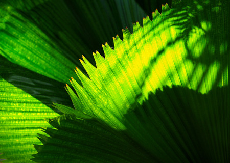 palm leaves