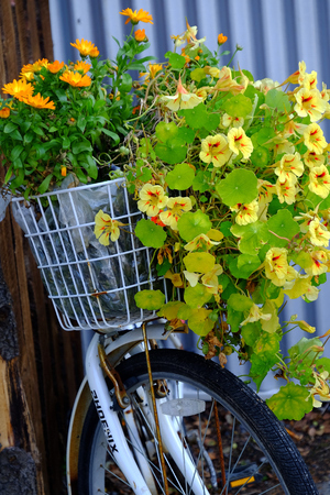 flowers in a bicycle basketの写真素材