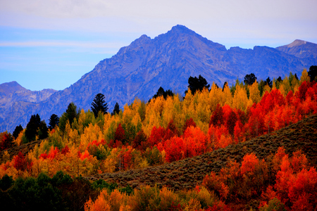 Autumn in Grand Teton Parkの写真素材