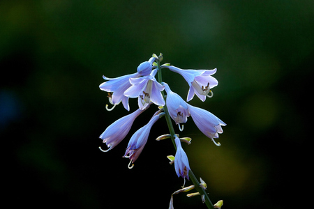 hosta bloomsの写真素材