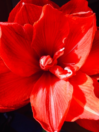 Amerillis bloomの写真素材