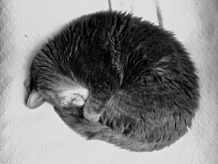 sleeping catの写真素材