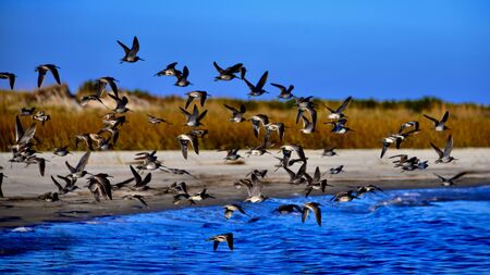 flock of birds along a beach