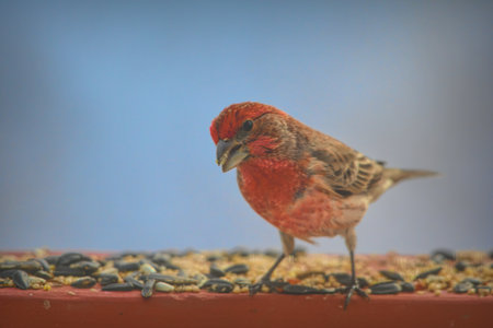 Male House Finch on a feederの写真素材