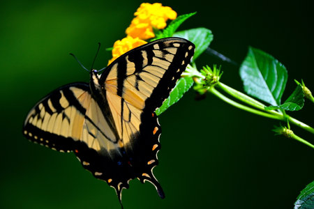 Butterfly on yellow flower with green background, butterfly in natureの写真素材