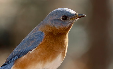 Eastern Bluebird (Sialia sialis) sitting on a branchの写真素材