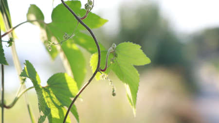 Leaf and vineman close upの写真素材