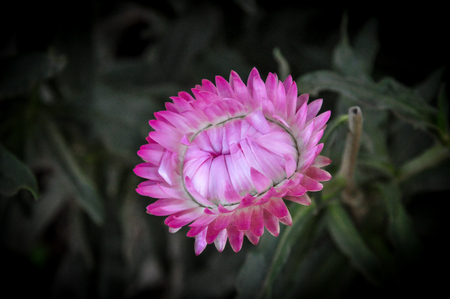 straw flower, everlasting pink colorの写真素材
