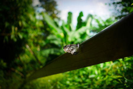 butterfly on the woodの写真素材