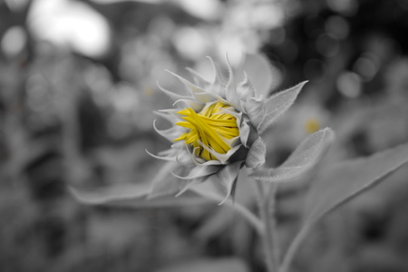 sunflower is blooming in the winter seasonの写真素材