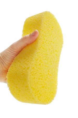 Spongeの写真素材