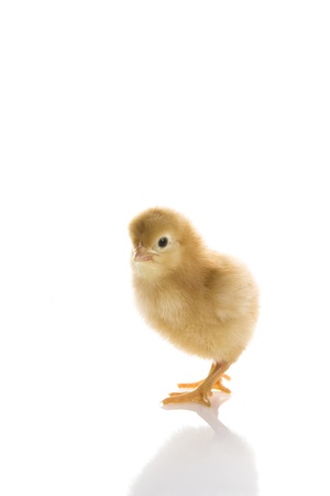 Baby chickenの写真素材