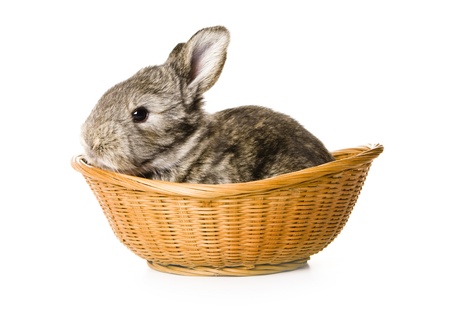 Baby rabbit in a basketの写真素材