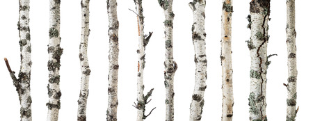 Birch trunks isolated on white background -including clipping pathの写真素材
