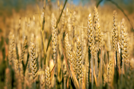 Wheat field
