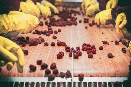 Workers on the assembly line in sorting frozen raspberriesの写真素材