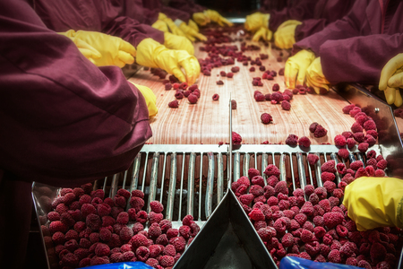 Workers on the assembly line in sorting frozen raspberriesの写真素材