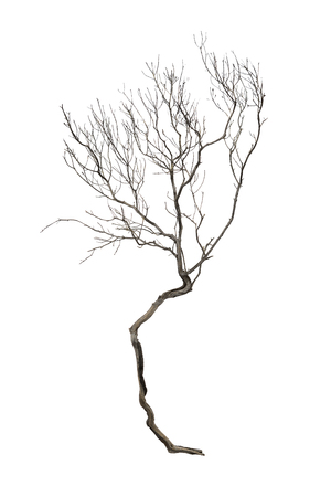 Dry branch isolated on white backgroundの写真素材