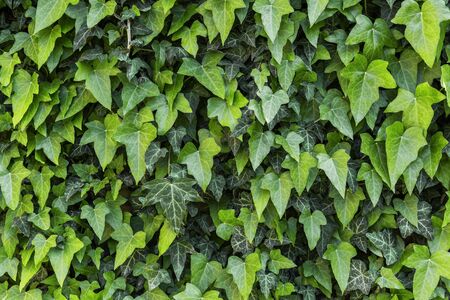 A wall of common ivy, Usuable as a background or textureの写真素材