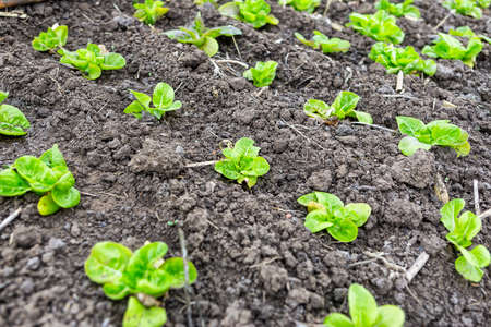 Lettuce seedlings planted in greenhouse, Agriculture conceptの写真素材