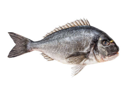 Gilt head bream or dorada fish isolated on white background, including clipping pathの写真素材